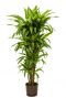 Dracaena lemon lime hydrokulturpflanze