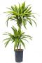 Dracaena lemon lime hydrokulturpflanze