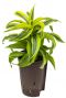 Dracaena lemon surprise hydrokulturpflanze