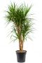Scindapsus Treubii Dark plant