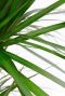 Dracaena marginata blatt