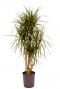 Dracaena marginata hydrokulturpflanze