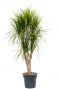 Dracaena marginata kamerplant 15