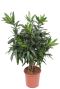 Dracaena reflexa plant 1