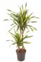 Dracaena riki 2