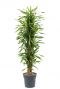 Dracaena riki plant 1