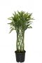 Dracaena sandriana white kamerplant