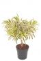 Dracaena Song of India