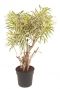 Dracaena song of india 2