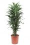 Dracaena Warneckei