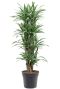 Dracaena warneckei p31