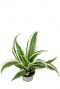 Dracaena white plant