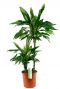 Dracaena Janet Lind zimmerpflanze