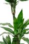 Drachenbaum blatt