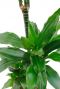 Dracaena blatt