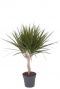 Dracaena Marginata