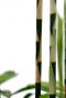 Alocasia Branchifolia Pink Passion blad