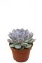 Echeveria grande cinza vetplant
