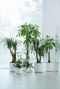 Elho plantenbakken wit 8