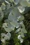 Eucalyptus gunnii azura gartenpflanze p15