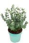 Eucalyptus gunnii azura p15