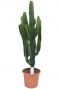 Euphorbia abyssinica cactus
