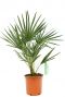 Chamaerops humilis