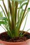 Homalomena rubescens Maggy