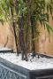 Fargesia nitida black pearl gartenpflanze p22