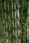Fargesia robusta campbell gartenpflanze p22