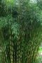 Fargesia robusta campbell gartenpflanze p28