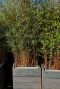 Fargesia rufa gartenpflanze pp28