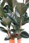 gummibaum pflanze