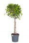 Ficus Exotica
