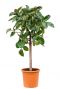 Ficus am stamm