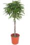Ficus amstel king gevlochten stam
