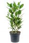 Ficus benghalensis audrey 2