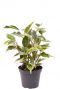 Ficus benjamina samantha