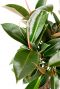 Ficus blatt rosa grün