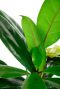 Ficus cyathistipula groen blad 1
