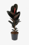 Ficus elastica abdidjan p21