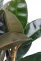 Ficus elastica abidjan 