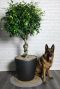 Ficus exotica boom