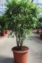 Ficus exotica groot