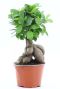 Ficus ginseng bonsai p12