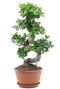 Ficus ginseng bonsai zimmerpflanze