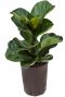 Ficus lyrata bambino hydrokulturpflanze