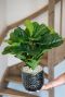 Alocasia Branchifolia Pink Passion blad