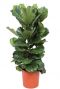 Ficus lyrata zimmerpflanze 2