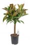 Ficus melany zimmerpflanze auf stamm